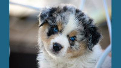 Australian Shepherd 8