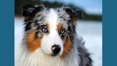 Australian Shepherd 9