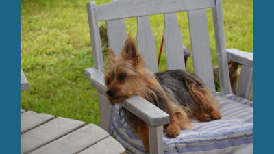 Australian Terrier 1