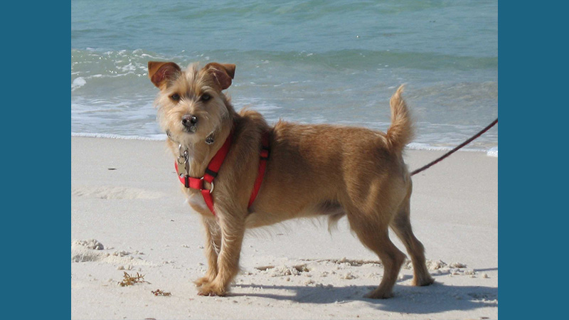 Australian Terrier 10