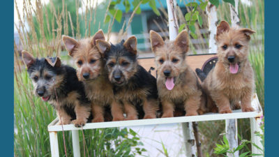 Australian Terrier 11