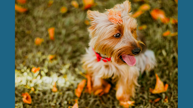 Australian Terrier 12