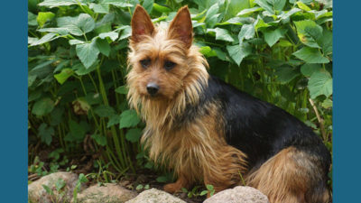 Australian Terrier 13