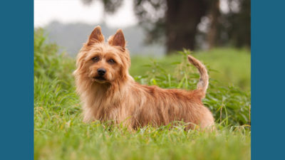 Australian Terrier 14