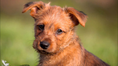 Australian Terrier 15