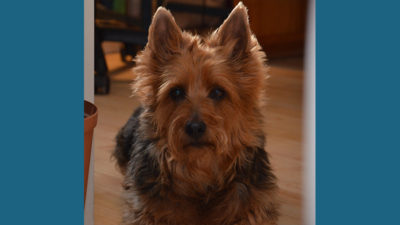 Australian Terrier 16