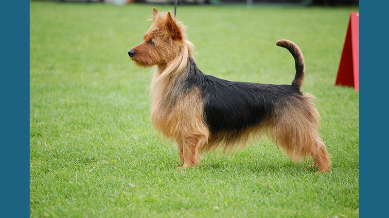 Australian Terrier 17