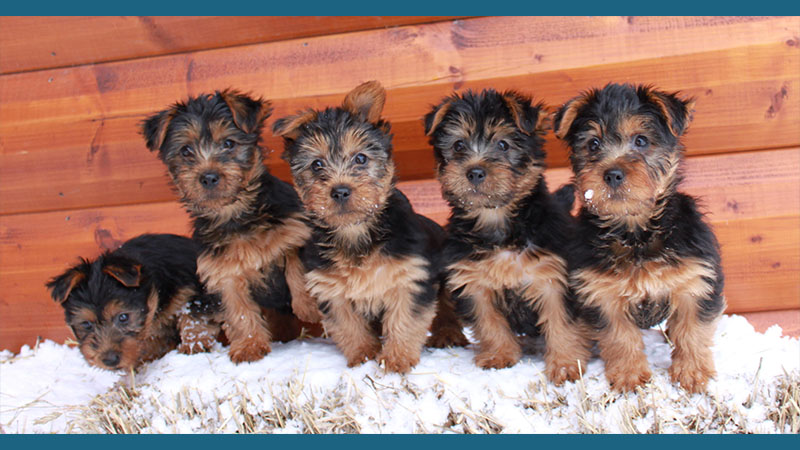 Australian Terrier 2