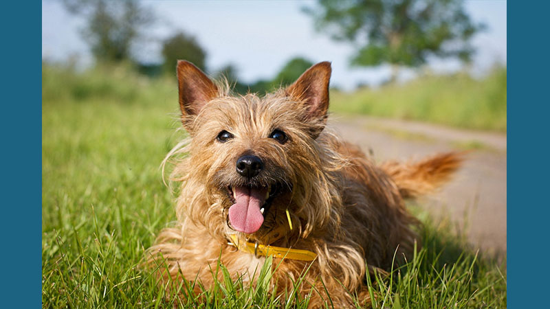 Australian Terrier 3