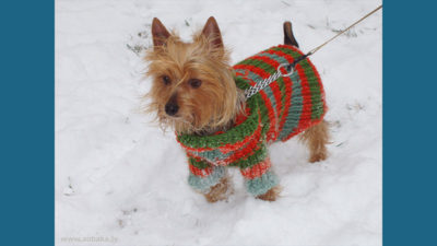 Australian Terrier 4