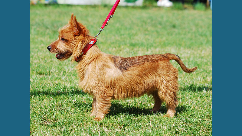 Australian Terrier 5