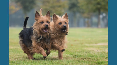 Australian Terrier 6