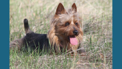 Australian Terrier 7