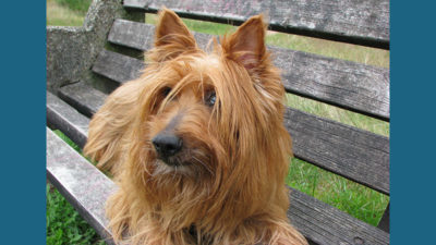 Australian Terrier 8