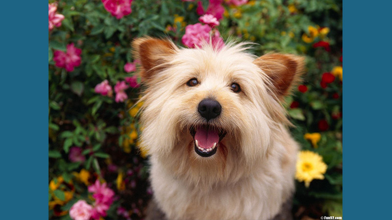 Australian Terrier 9