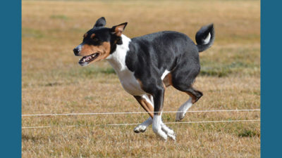 Basenji 1