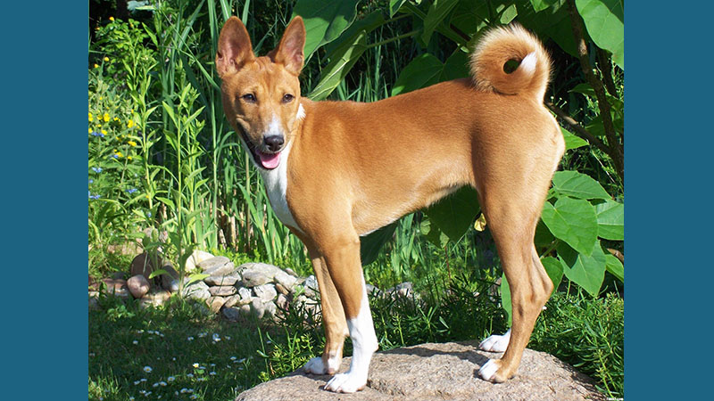 Basenji 10