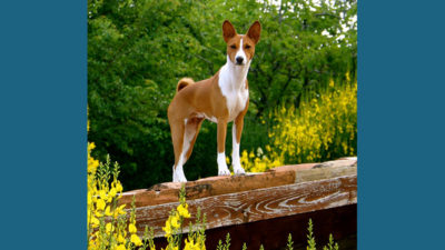 Basenji 11