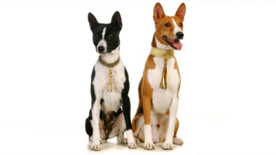 Basenji 12