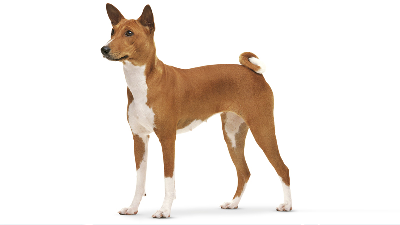 Basenji 13