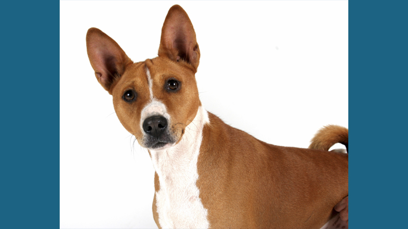 Basenji 14