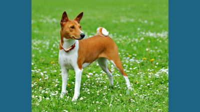 Basenji 2