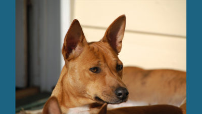 Basenji 3