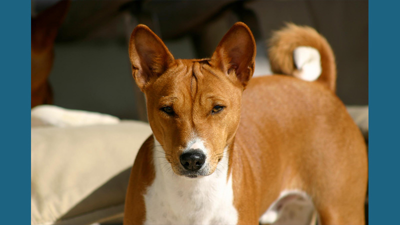 Basenji 4