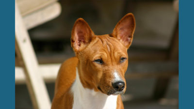 Basenji 5