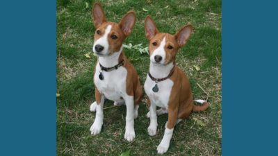 Basenji 6