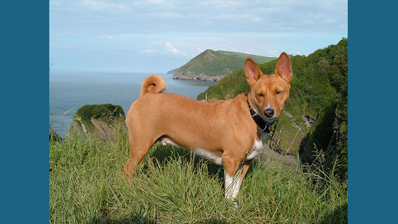 Basenji 7