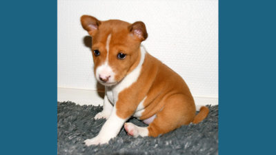 Basenji 8