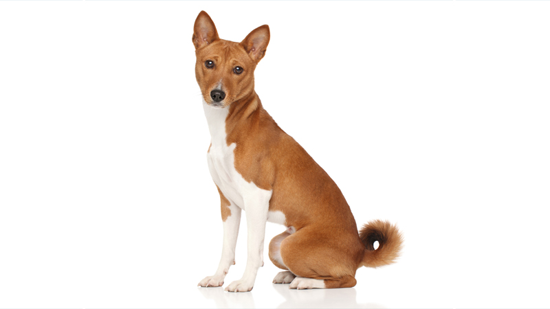 Basenji 9