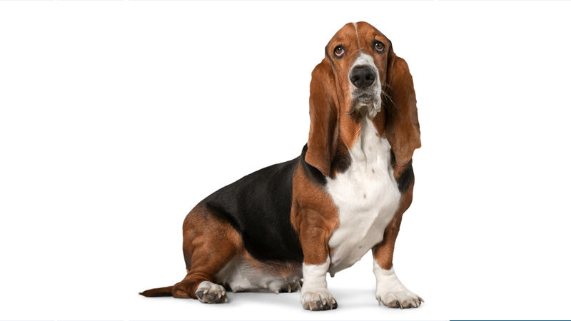 Basset Hound 1