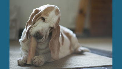 Basset Hound 13