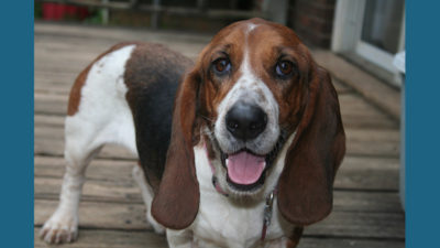 Basset Hound 14