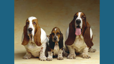 Basset Hound 15