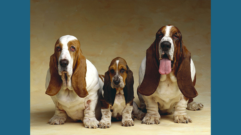 Basset Hound 15