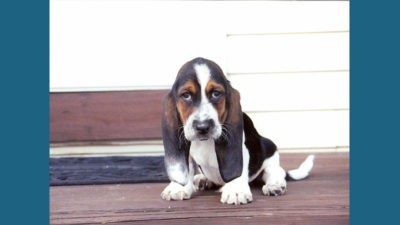 Basset Hound 16