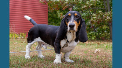 Basset Hound 2