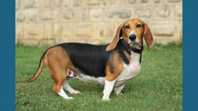 Basset Hound 3