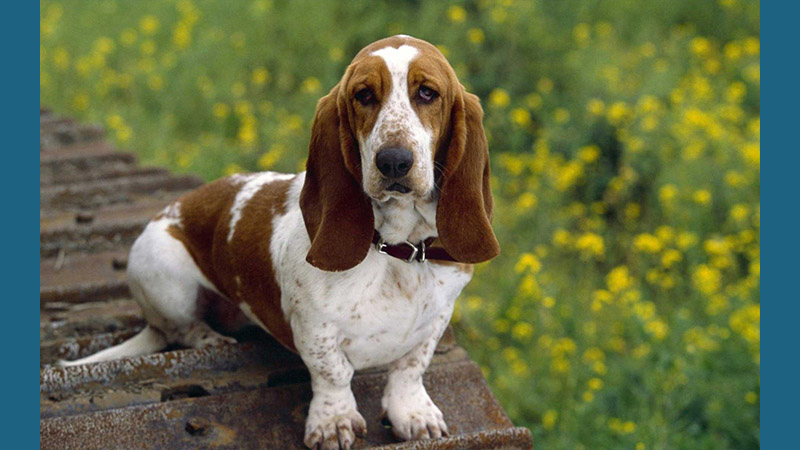 Basset Hound 4