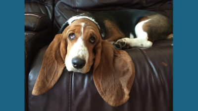 Basset Hound 5