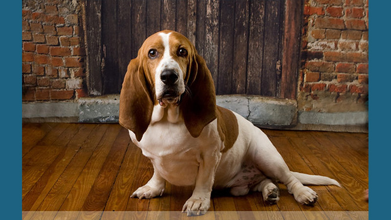 Basset Hound 6