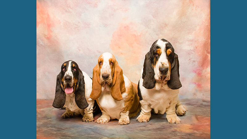 Basset Hound 7