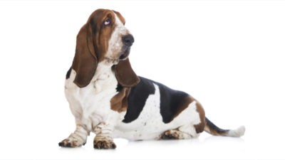 Basset Hound 8