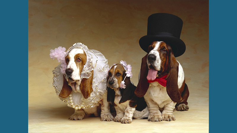 Basset Hound 9