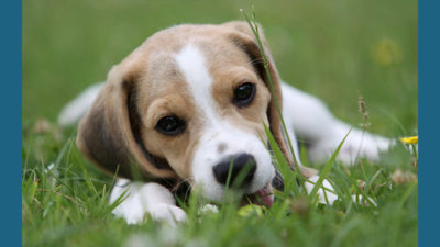 Beagle 12