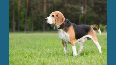 Beagle 7