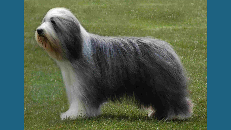 Bearded Collie 1